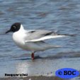 Bonaparte's Gull