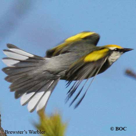 Brewster's Warbler