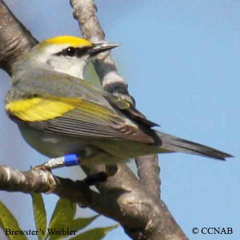 Brewster's Warbler