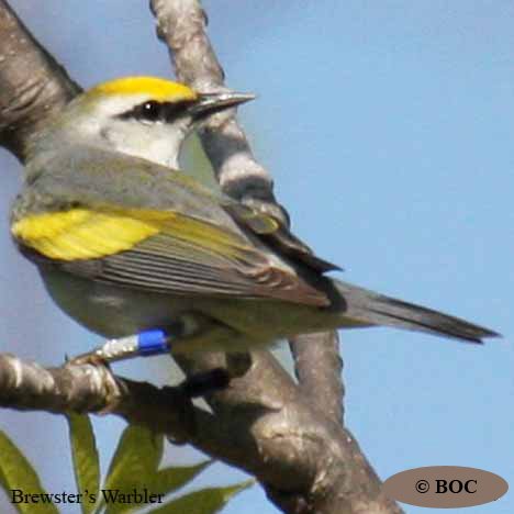Brewster's Warbler