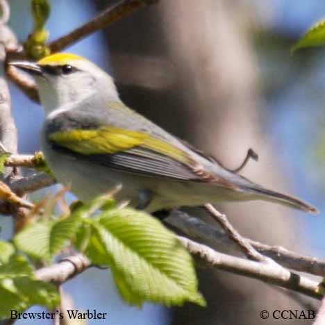 Birds of North America