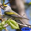 Brewster's Warbler