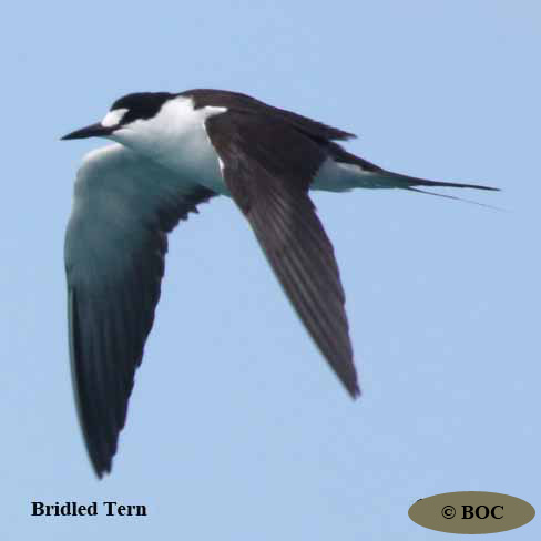 BOC
