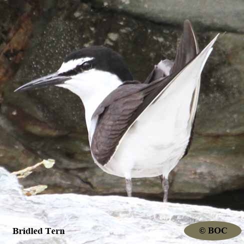 BOC