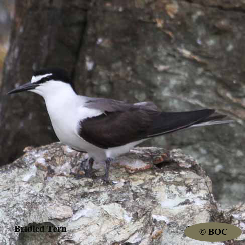 Birds of Cuba