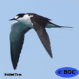 Bridled Tern