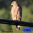 Broad-winged Hawk