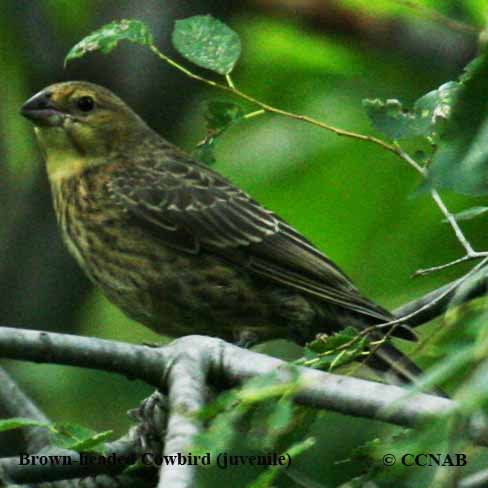 Birds of North America