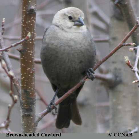 Brown-headed Cowbird