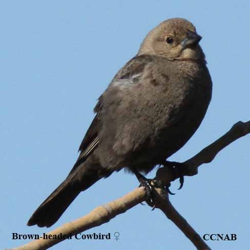 Brown-headed Cowbird