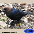 Brown-headed Cowbird
