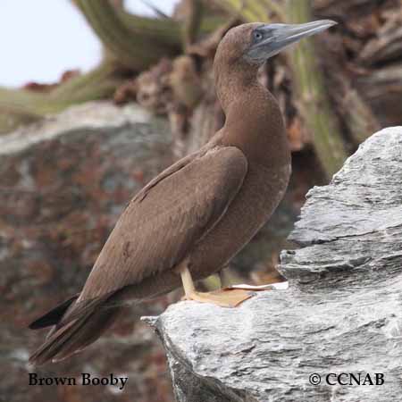 Birds of Cuba