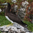 Brown Booby