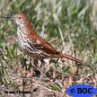 Brown Thrasher