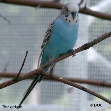 Birds of Cuba