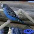 Budgerigar