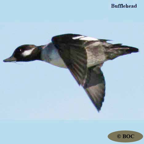 BOC