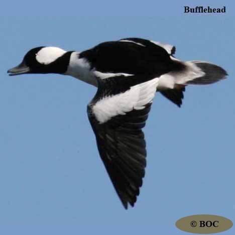 BOC