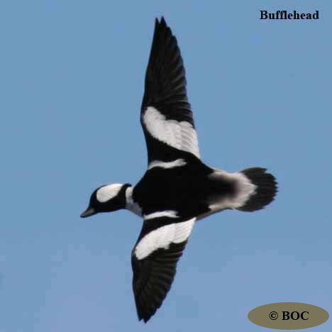 BOC