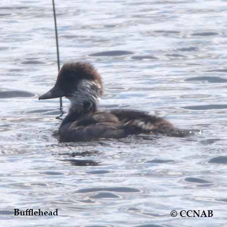 Bufflehead