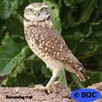 Burrowing Owl