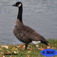 Canada Goose