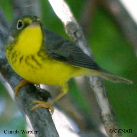 Canada Warbler