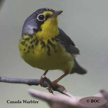 Birds of Cuba
