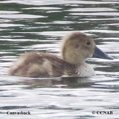 Canvasback