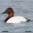 Canvasback