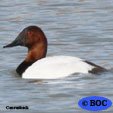 Canvasback