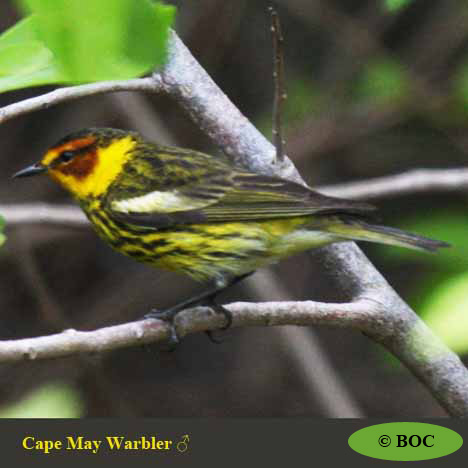 Birds of Cuba