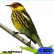 Cape May Warbler
