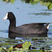 Caribbean Coot