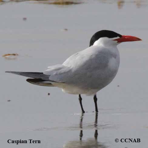 Caspian Tern