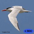 Caspian Tern