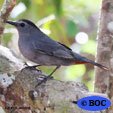 Catbird