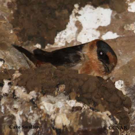 Cave Swallow