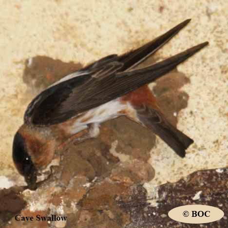Birds of Cuba