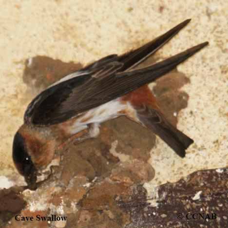 Birds of Cuba
