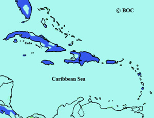 Cave Swallow range