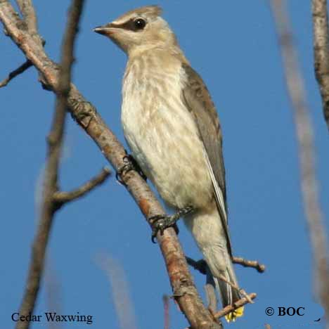 Cedar Waxwing