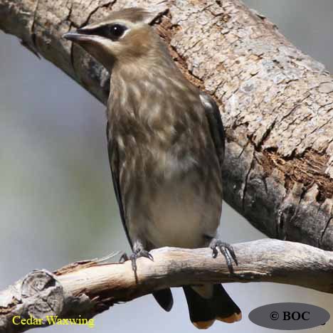 Cedar Waxwing