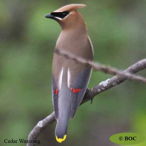 Cedar Waxwing
