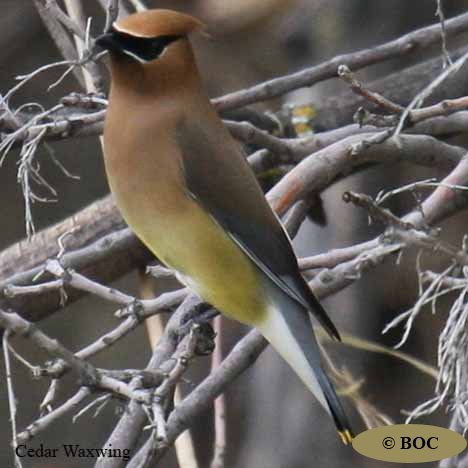 Birds of Cuba