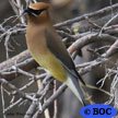 Cedar Waxwing