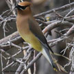 Cedar Waxwing