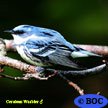 Cerulean Warbler