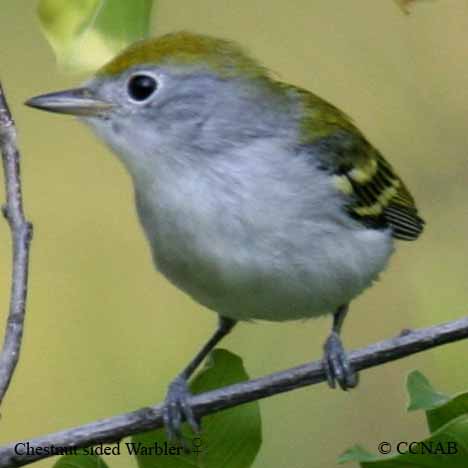 Chestnut-sided Warbler