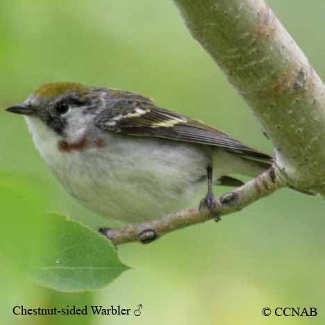 Chestnut-sided Warbler